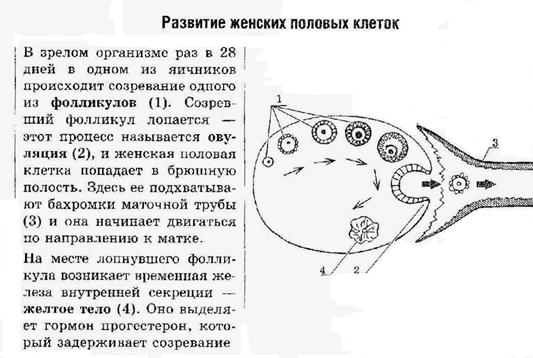 Этапы образования женских половых клеток. Фазы формирования половых клеток. Процесс формирования женских половых клеток. Таблица стадии развития половых клеток. Фаза созревания овогенеза и сперматогенеза.