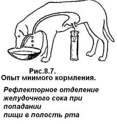 безусловно рефлекторное выделение желудочного сока. безусловно рефлекторное выделение желудочного сока. безусловно рефлекторное выделение желудочного сока. регуляция секреции желудочного сока. безусловно рефлекторное выделение желудочного сока.