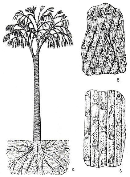 На рисунке изображены отпечатки листьев ствола и реконструкция лепидодендрона рода вымерших