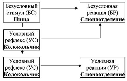 условный и безусловный стимул