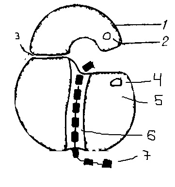 Рибосомы рисунок схематично в клетке