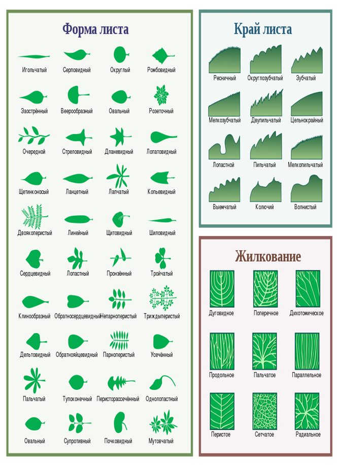 Линейная форма листьев. Лист и форму листа края. Край листовой пластинки таблица. По форме края листовой пластинки. Формы листовых пластинок, края,жилкование.