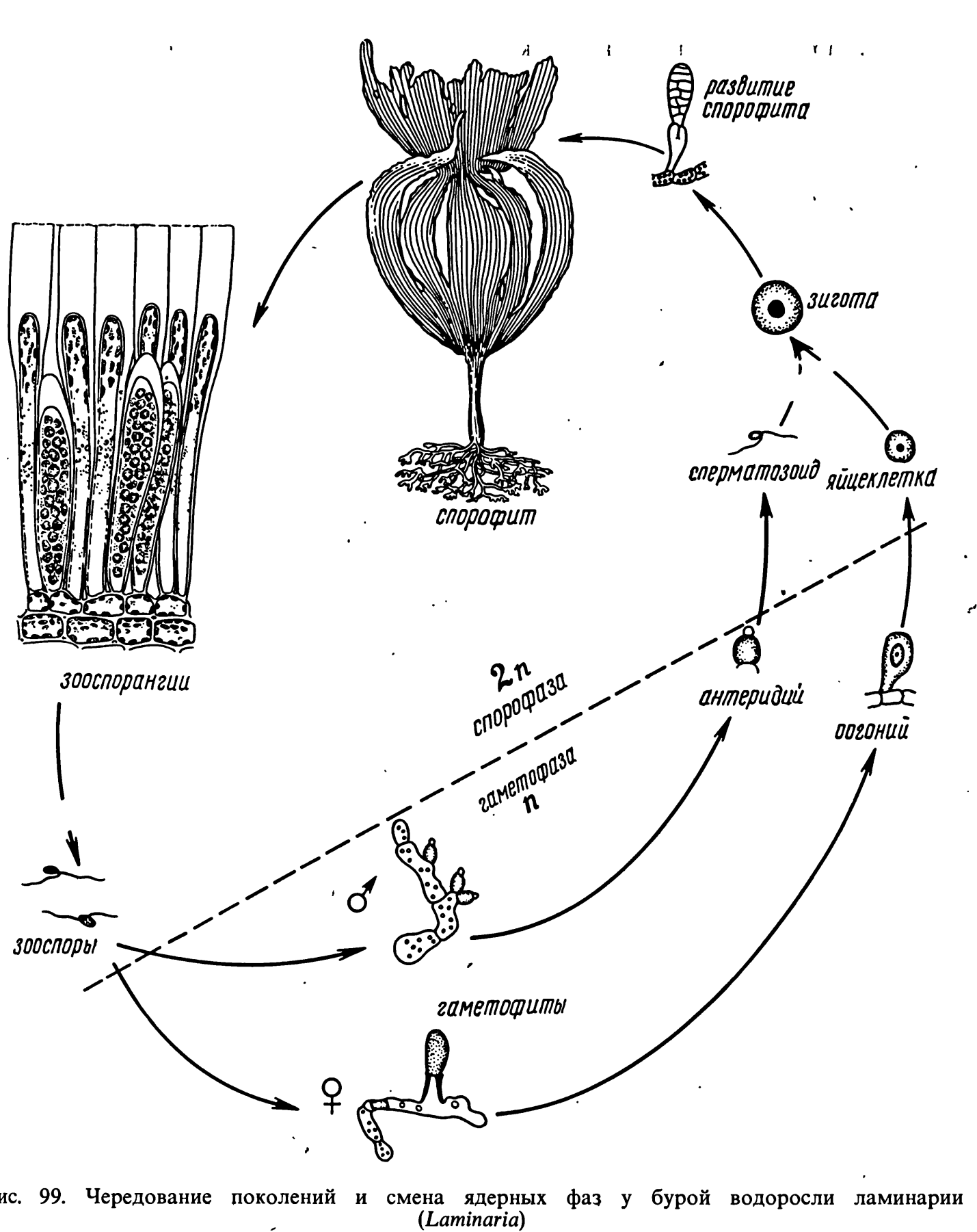Схема ламинарии. Цикл развития ламинарии. Схема жизненного цикла бурой водоросли. Жизненный цикл бурых водорослей схема. Жизненный цикл ламинарии схема.