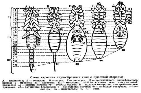 Таблица многообразие насекомых 7 класс биология: найдено 90 изображений