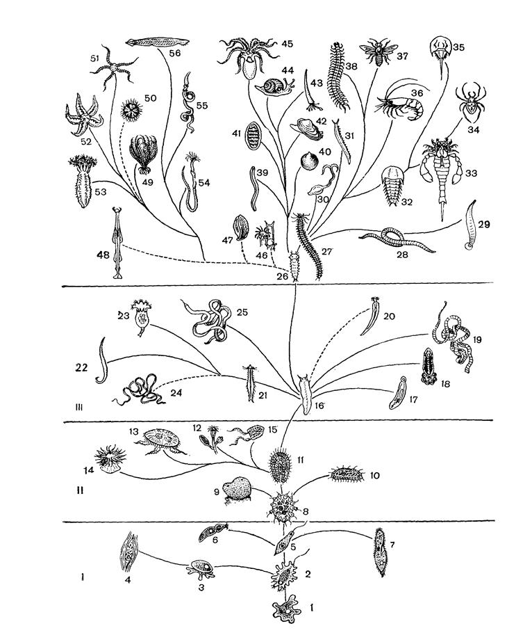 Схема растительный мир