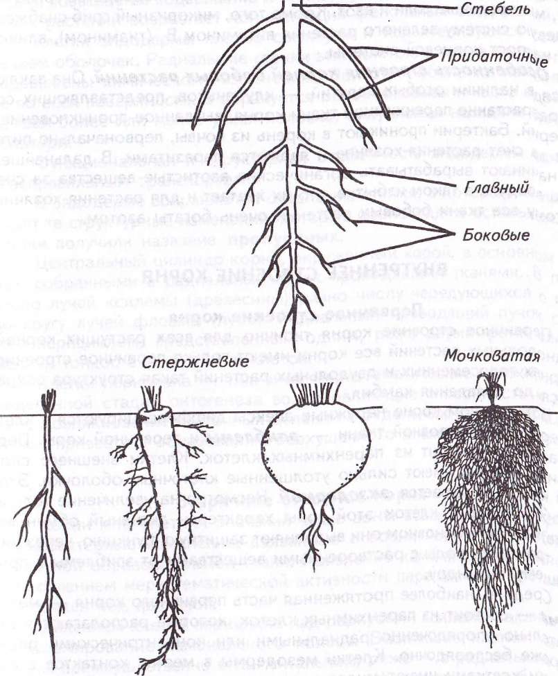 Корневые корни у каких растений. Типы корневых систем у растений. Схема корневые системы схема растений.