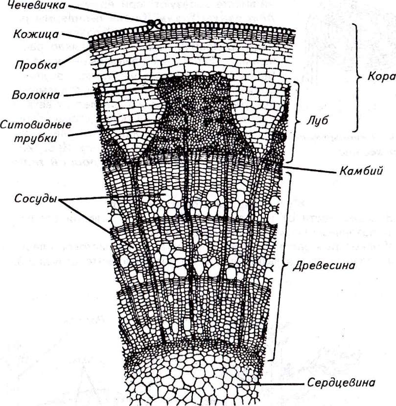 Стебель (drofa-ventana). Biologie
