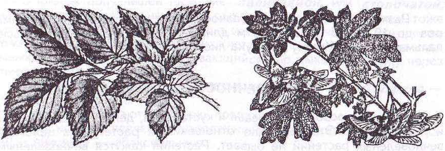 Populus nigra лист. том листа. тополь листья тополя. основание черешок листовая пластинка у листа. части листа.