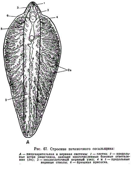 Печеночная двуустка строение. Пищеварительная система сосальщика. Пищеварительная система печеночного сосальщика. Строение печеночного сосальщика системы органов. Выделение сосальщиков