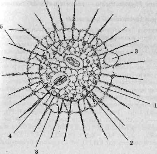 Солнечники (heliozoa). Общая характеристика солнечников. Солнечники строение. Строение солнечника с подписями. Фораминиферы радиолярии солнечники.