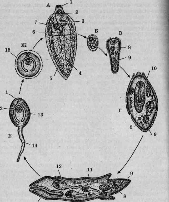Сосальщик схема. Цикл развития печеночного сосальщика. Жизненный цикл печеночной двуустки. Марита фасциолы. Мирацидий печеночной двуустки.