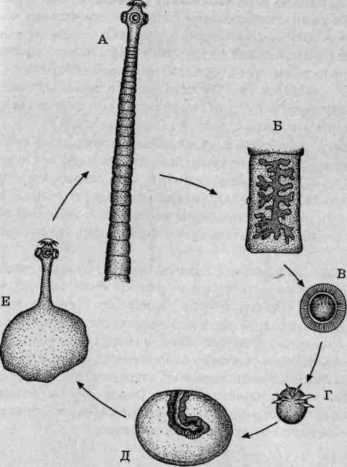 Яйцо карликового цепня с подписями. Шестикрючная онкосфера. Онкосферы бычьего цепня. Яйцо (онкосфера) тениид. Личинка карликового цепня.
