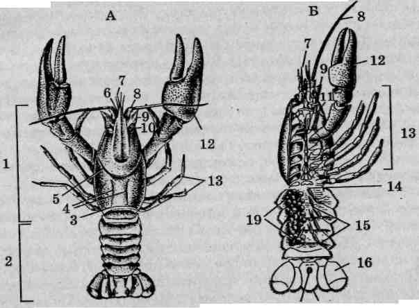 Ракообразные строение тела. Анатомия ракообразных. Строение речного краба. Схема строения членистоногих. Общая характеристика членистоногих класс ракообразные 7 класс.