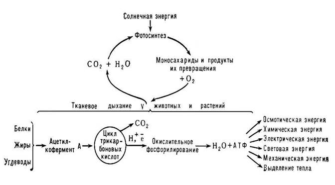 Схеме превращения p 3 p 5. Схеме превращения p 3 p 5. Превращения азота. Схема биологического окисления дыхание. Осуществить превращение p p2o5 h3po4 na3 po4 2.