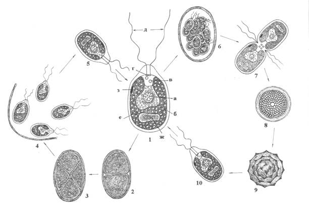 Цикл развития хламидомонады схема с описанием