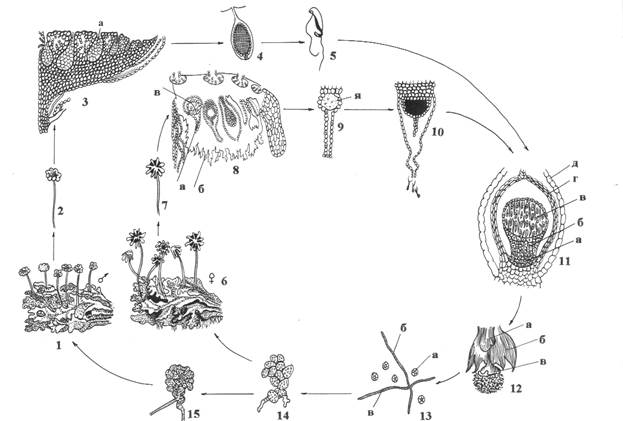 Цикл воспроизведения маршанции. Жизненный цикл маршанции. Жизненный цикл маршанции. Схема цикла воспроизведения маршанции. Цикл развития маршанции многообразной.