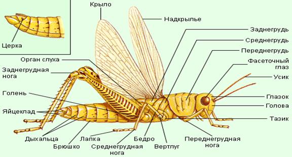 Наружный скелет насекомого. Дыхальца насекомых. Хитиновый скелет. Наружный Хитиновый скелет. Жесткокрылые строение крыльев.
