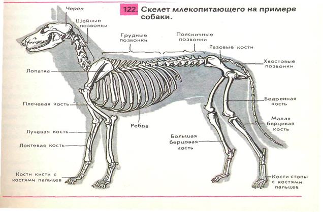 Лабораторная работа скелет млекопитающих. Скелет млекопитающих таблица отдел скелета. Скелет млекопитающих таблица биология 7. Скелет млекопитающих таблица 8 класс. Скелет млекопитающих схема таблица.