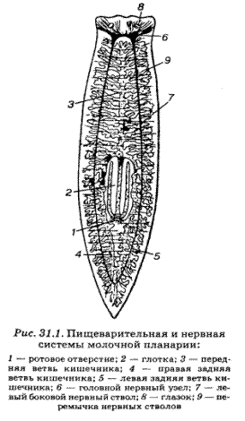 Пищеварительная система белой планарии. Пищеварительная система планврр белой. Особенности пищеварения молочной планарии. Пищеварительная система турбеллярий. Молочная планария питание.