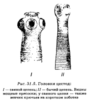 Финна бычьего цепня микроскоп. Головка бычьего цепня. Сколексы свиного и бычьего цепня. Строение головки бычьего цепня. Финна и сколекс бычий цепень.