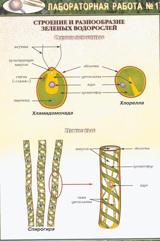 Спирогира одноклеточная