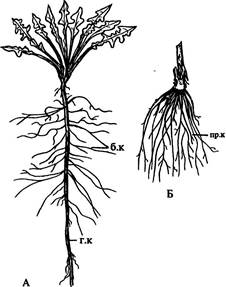 Корневая система одуванчика