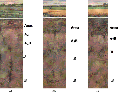 Почвенный профиль дерново-подзолистых почв. Дерново-подзолистые почвы горизонты. Почвенные горизонты подзолистых почв. Дерново-подзолисто-глеевые почвы ареал.