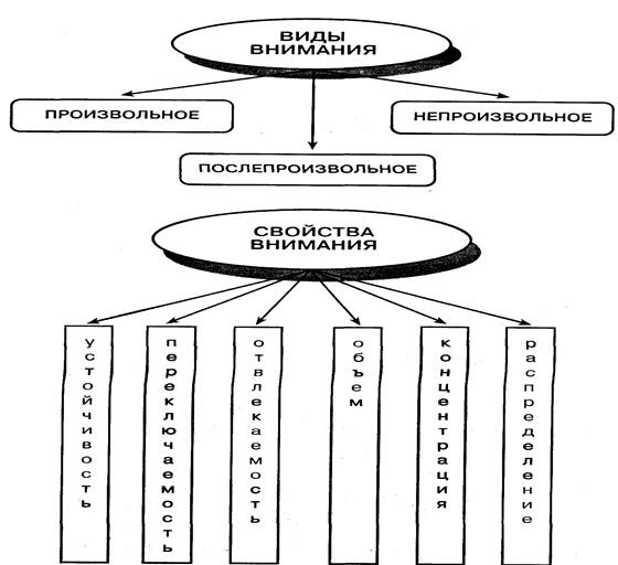 Особенности развития внимания