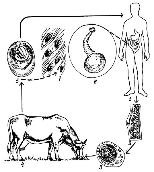 Жизненный цикл бычьего цепня начиная с яиц. Бычий цепень цикл развития. Бычий цепень жизненный цикл схема. Бычий цепень жизненный цикл. Цикл бычьего цепня схема.