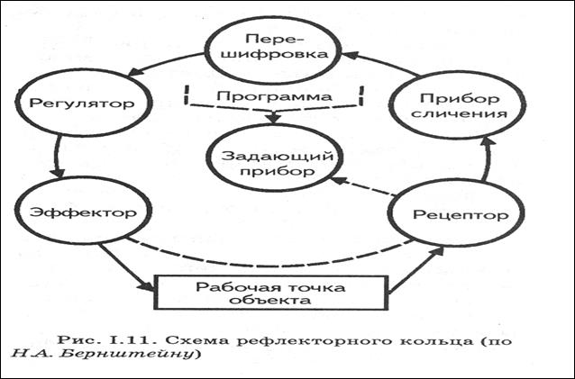 Рефлекторное кольцо схема. Схема рефлекторного кольца по Бернштейну. Структура рефлекторного кольца н.а.Бернштейн. Схема рефлекторного кольца н. а. Бернштейна. Рефлекторная дуга и рефлекторное кольцо Бернштейна.