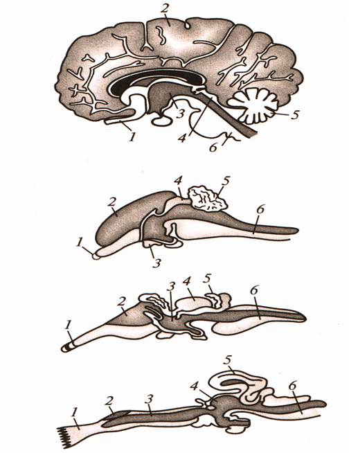 Какой мозг акулы. Головной мозг ящерица 1 обонятельные доли. Гиппокамп анатомия животных. Строение мозга Эволюция. Строение головного мозга акулы.