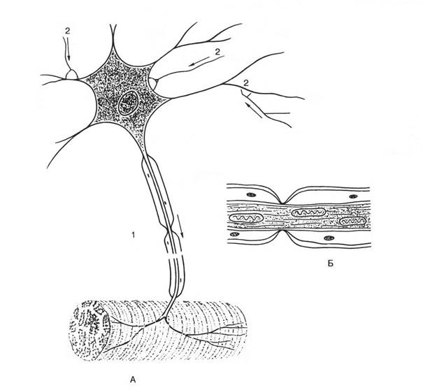 Строение нерва оболочки. Строение нейрона перехват Ранвье. Миелиновая оболочка и перехват Ранвье. Шванновские клетки в нервном волокне. Нервная клетка. Нервное волокно. Строение.
