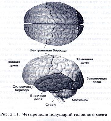 Сильвиева борозда большого мозга. Центральная (роландова) борозда головного мозга. Борозда отделяющая височную долю. Теменно-затылочная борозда. Борозда отделяющая височную долю.