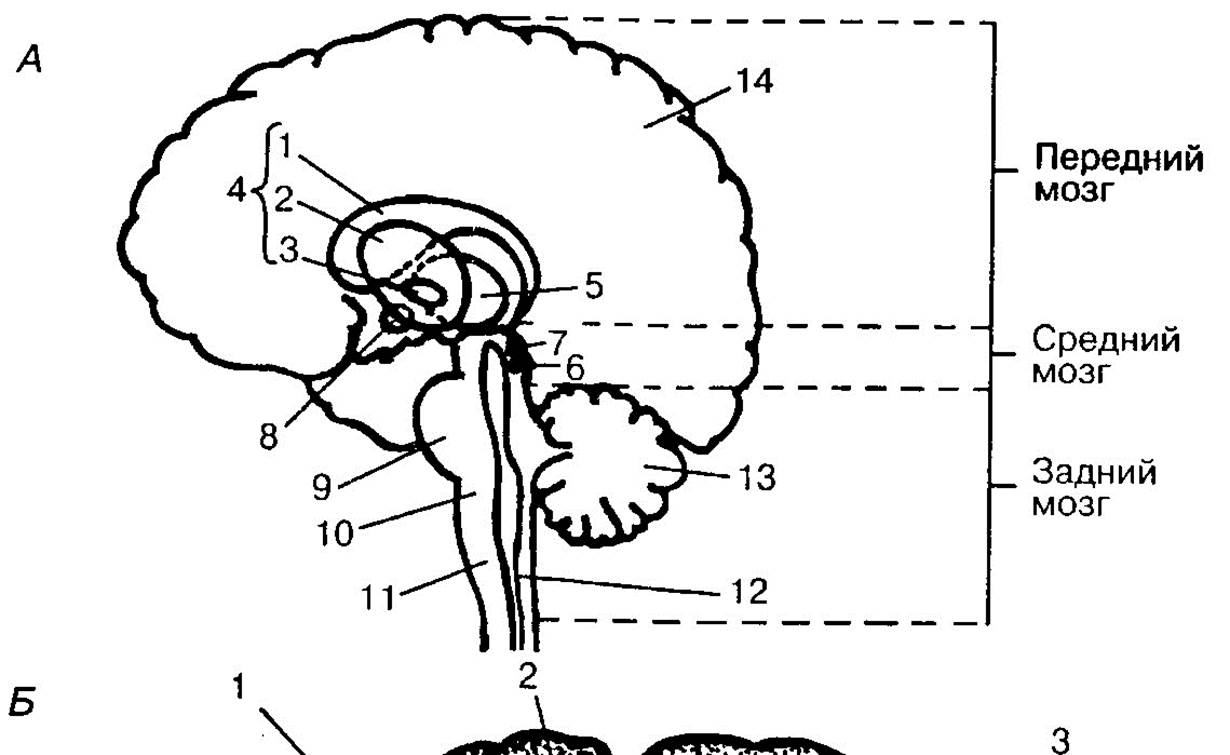 Подкорка головного мозга. Подкорковые структуры головного мозга схема. Корковые и подкорковые структуры мозга. Функции подкорковых структур мозга.