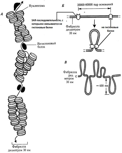 Установите соответствие спирализация хромосом