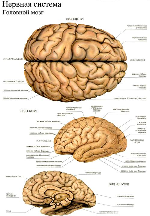 Виды мозга. Строение головного мозга вид сбоку. Мозг человека вид сбоку. Головной мозг строение вид спереди. Большие полушария головного мозга вид сбоку.