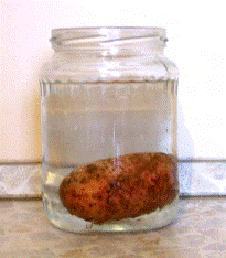 Картошка в соленой воде. Эксперимент с картошкой и солью в воде. Опыт с картошкой и соленой водой. Картошка плавает в воде.