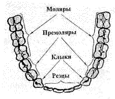 Строение зубного аппарата. Следы зубов человека криминалистика. Строение зубного аппарата трасология. Строение зубного аппарата человека.