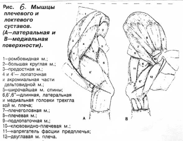 Мышцы плечевого сустава животных. Связки запястного суставакоовы. Мускулатура грудной конечности лошадей. Мышцы грудной конечности коровы. Экстензоры плечевого сустава.