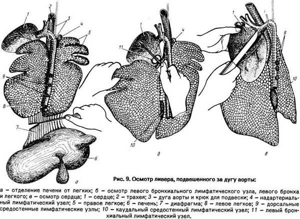 Забой свиньи в сердце схема