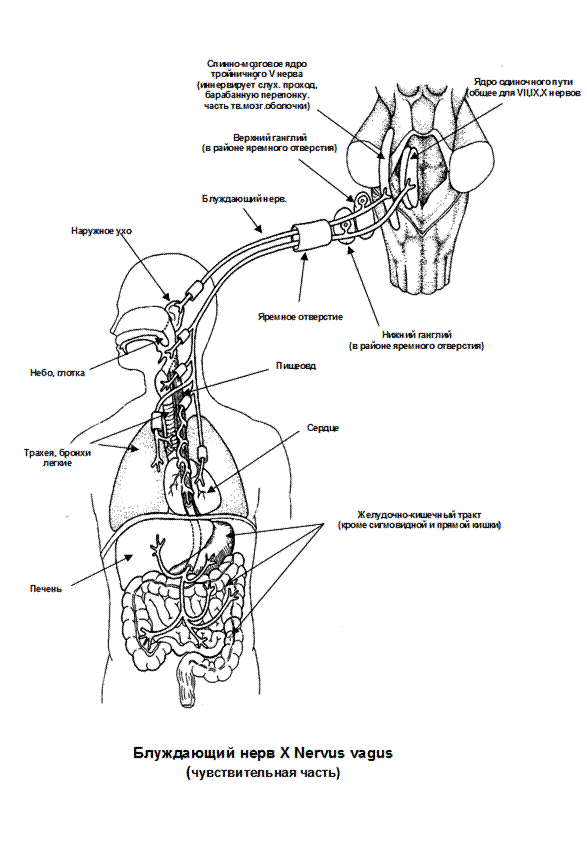 Блуждающий нерв рисунок. Отделы блуждающего нерва схема. Схема блуждающего нерва. Топография блуждающих нервов схема. Блуждающий нерв nervus Vagus.