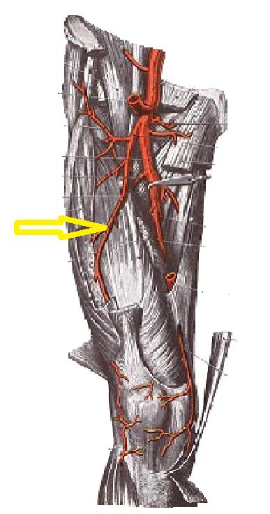 Артерия circumflexa femoris medialis