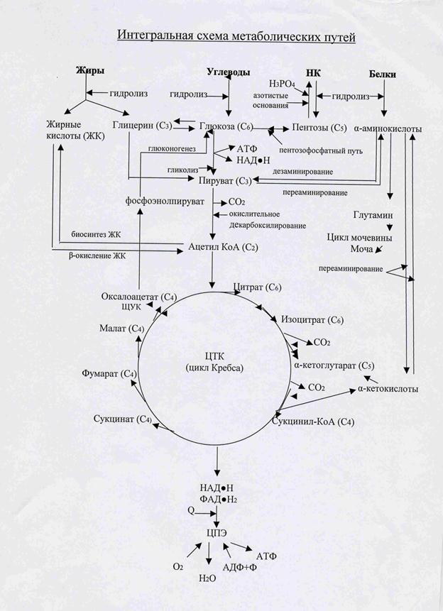 Метаболическая карта биохимия