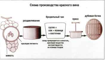 Схема производства белого вина