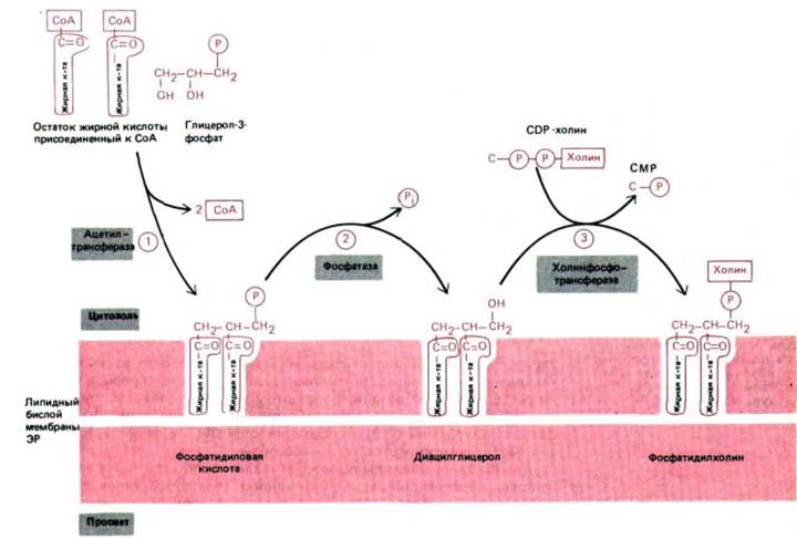 особенностью синтеза на мембранах шэпр мембранных белков