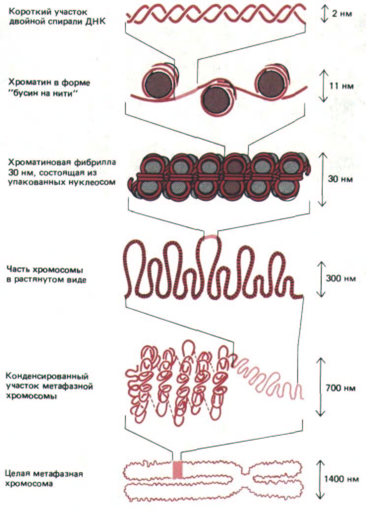 Структура хроматина хромосом. Модель превращения молекулы днк в митотическую хромосому. Строение хроматина и хромосомы. Уровни упаковки днк в хромосоме. Модель превращения молекулы днк в митотическую хромосому.