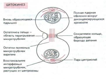 Формирование ядер цитокинез. Цитокинез растительной клетки. Цитокинез процессы происходящие в клетке. Схема цитокинеза растительной клетки. Цитокинез у животных.