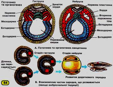Три стадии характеризующие стадию органогенеза. Органогенез зародышевые листки. Органогенез энтодерма. Органогенез человека. Стадии органогенеза.