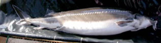 Hungarian scientists created new species of fish accidentally in a lab - Shortpe