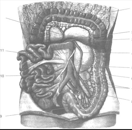 круговые складки тонкой кишки. Pars nuda. циркулярные складки тонкой кишки. анатомия сифона внутренней сонной артерии. тонкая кишка анатомия топография.